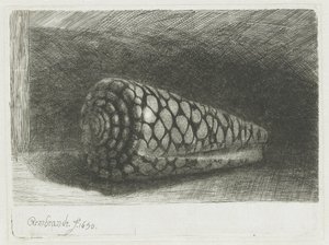 La conchiglia da Rembrandt van Rijn
