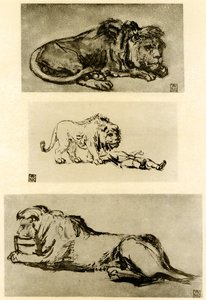 Tre studi di leone da Rembrandt van Rijn