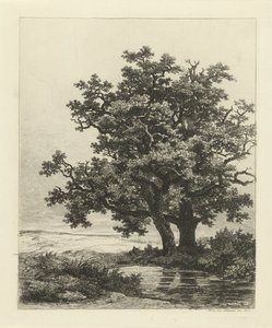 Due querce vicino a un laghetto