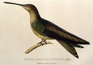 Colibrì gigante (Patagona gigas), incisione da Les trochilidees ou les colibris et les oiseaux-mouches da René Primevère Lesson