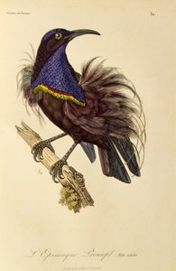 Maschio adulto di Uccello del Paradiso fuciliere (Ptiloris paradiseus), incisione da Histoire naturelle des oiseaux de paradis et des epimagues da René Primevère Lesson