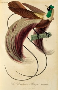 Maschio adulto di Uccello del Paradiso rosso (Paradisaea rubra), incisione da Histoire naturelle des oiseaux de paradis et des epimagues da René Primevère Lesson