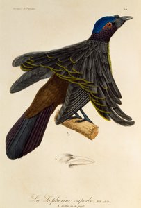 Maschio adulto di Uccello del paradiso superbo (Lophorina superba), incisione da Histoire naturelle des oiseaux de paradis et des epimagues da René Primevère Lesson