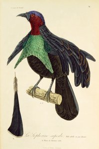 Maschio adulto di Uccello del Paradiso Superbo (Lophorina superba), incisione da Histoire naturelle des oiseaux de paradis et des epimagues da René Primevère Lesson