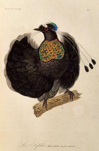 Maschio adulto di Parotia occidentale (Parotia sefilata), incisione da Histoire naturelle des oiseaux de paradis et des epimagues da René Primevère Lesson