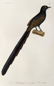 Femmina di Uccello del Paradiso con gorgiera, incisione da Histoire naturelle des oiseaux de paradis et des epimagues da René Primevère Lesson