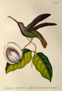 Lazulina Sabrewing (Campylopterus falcatus), incisione da Les trochilidees ou les colibris et les oiseaux-mouches da René Primevère Lesson