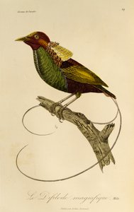 Maschio di Uccello del paradiso magnifico (Cicinnurus magnificus), incisione da Histoire naturelle des oiseaux de paradis et des epimagues da René Primevère Lesson