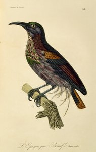 Giovane maschio di Uccello del Paradiso fuciliere (Ptiloris paradiseus), incisione da Histoire naturelle des oiseaux de paradis et des epimagues da René Primevère Lesson