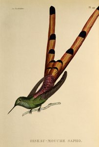 Cometa dalla coda rossa (Sappho sparganurus), incisione da Les trochilidees ou les colibris et les oiseaux-mouches