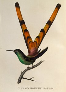 Cometa dalla coda rossa (Sappho sparganurus), incisione da Les trochilidees ou les colibris et les oiseaux-mouches da René Primevère Lesson