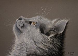 Sguardo del gatto da Renate Dohr