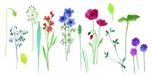 Fiori colorati dipinti ad acquerello da Renate Holzner