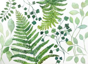 Foglie fresche di felce da Renate Holzner
