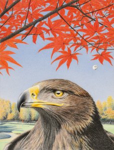 Aquila