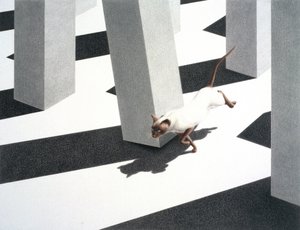 Correre