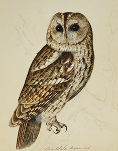 Gufo bruno (Strix Ulula) da Rev. C. Atkinson
