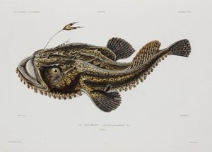 Pesce pescatore, Islanda, inizio XIX secolo