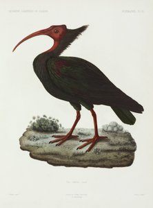Ibis calvo, Algeria