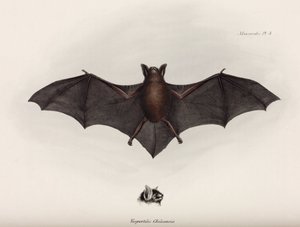 Pipistrello, Sud America da John Pardon