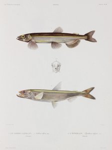Capelin e eperlan, Islanda, inizio XIX secolo da John Pardon