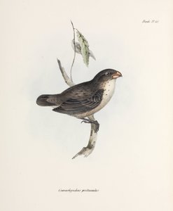 Fringuello, c 1832-1836 da John Pardon