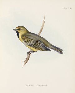 Fringuello, c 1832-1836 da John Pardon