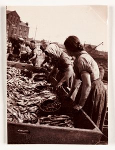 Pesca, donne pescatrici che selezionano il pesce, porto di Whitby, North Yorkshire, c. 1905 da John Pardon