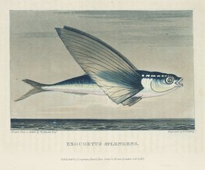 Pesce volante da John Pardon