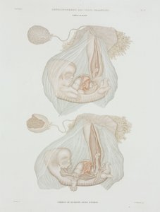 Ginecologia: Feto umano a 40 giorni, c. 1847-1859 da John Pardon