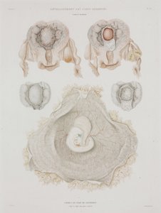 Ginecologia: Utero umano con embrione, c. 1847-1859 da John Pardon