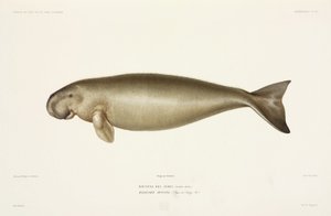 Dugongo