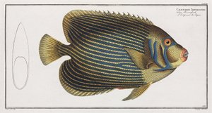 Pesce angelo imperatore da John Pardon