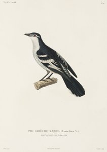 Karou shrike, Port Praslin, Nuova Irlanda