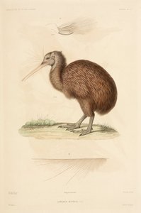 Kiwi, Nuova Zelanda
