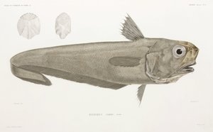 Pesce coltello da John Pardon