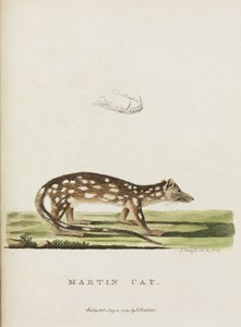 Martin Cat, Australia, c. 1788 da John Pardon