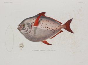 Pesce luna, Islanda, inizio XIX secolo da John Pardon
