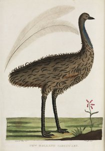 Casuario della Nuova Olanda, Australia, c 1788 da John Pardon