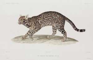 Ocelot, USA da John Pardon