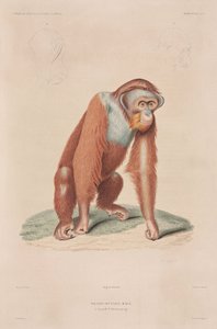 Orangutan, Indonesia da John Pardon