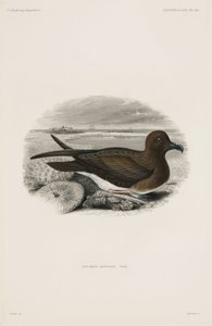 Petrello