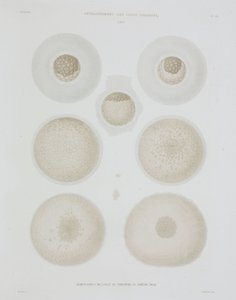 Uovo di coniglio, c. 1847-1859