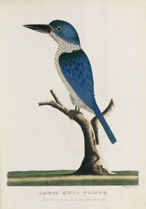 Martin pescatore sacro, Australia, c 1788 da John Pardon