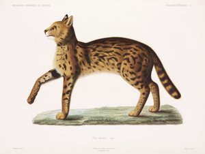 Serval, Algeria da John Pardon