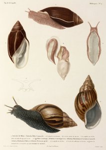 Lumache, Nuova Guinea, Madagascar e Mauritius