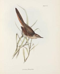 Spinetail, Sud America