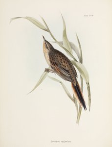Spinetail, Sud America