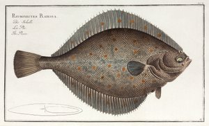 La Platessa