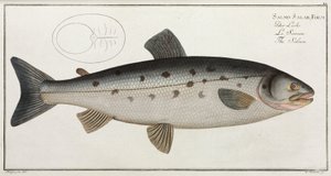 Il Salmone da John Pardon